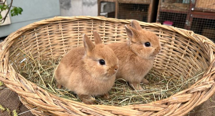 Kars Büyümeyen Tavşan