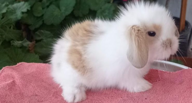 Kars Hollanda Lop Tavşan